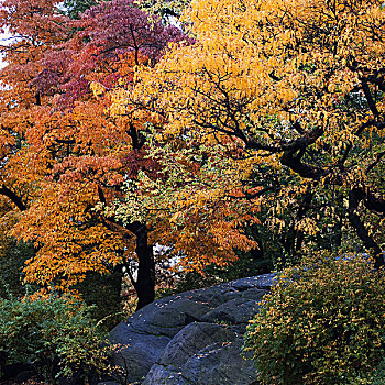 树,中央公园,纽约,美国