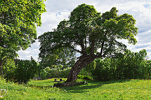 树,老,花园,达拉那,瑞典