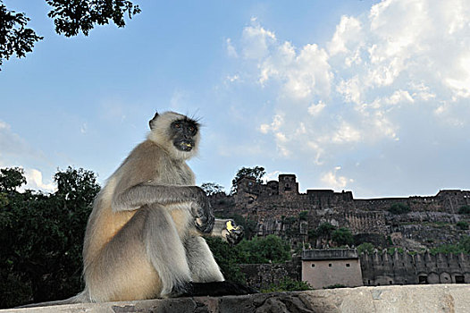 灰色,哈奴曼,叶猴,长尾叶猴,正面,堡垒,伦滕波尔国家公园,拉贾斯坦邦,印度,亚洲