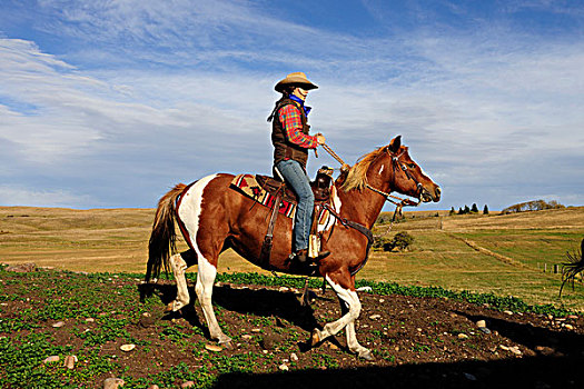 女牛仔,骑,草原,萨斯喀彻温,加拿大,北美