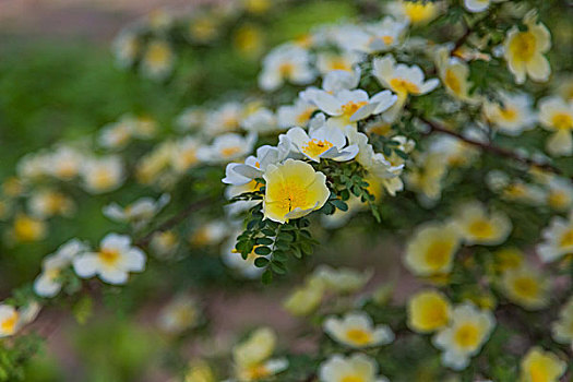 森林花园二月兰黄蔷薇