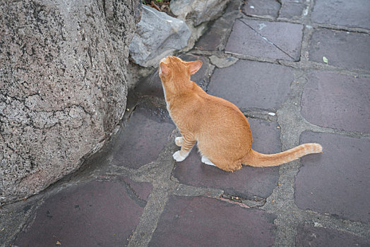 泰国曼谷卧佛寺道路上的野生暹罗猫