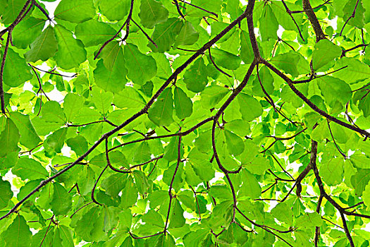 绿叶,褐色,蜜李,树,赫维湾,植物园,昆士兰,澳大利亚