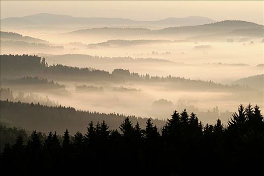 雾状,早晨,树林