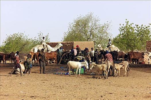 尼日尔,骆驼,母牛,乡村