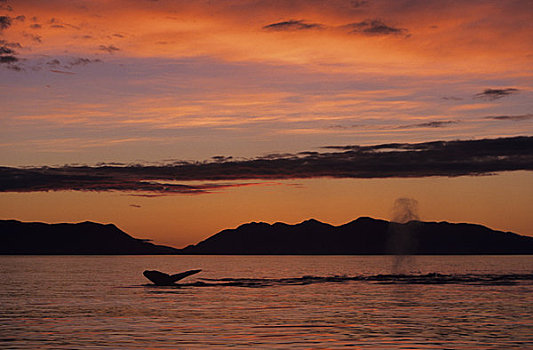 阿拉斯加,驼背鲸,大翅鲸属,鲸鱼,鲸尾叶突,呼吸孔,飞溅,两个,鲸,鲜明,橙色,日落