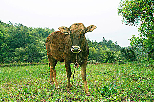 乡村的水牛