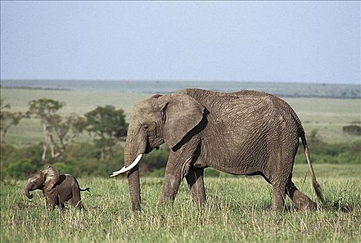 大象,非洲象,哺乳动物,马赛马拉,肯尼亚,非洲,动物