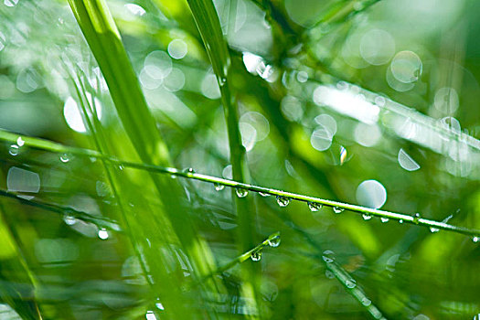 小水滴,草地