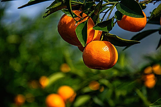 柑橘成熟
