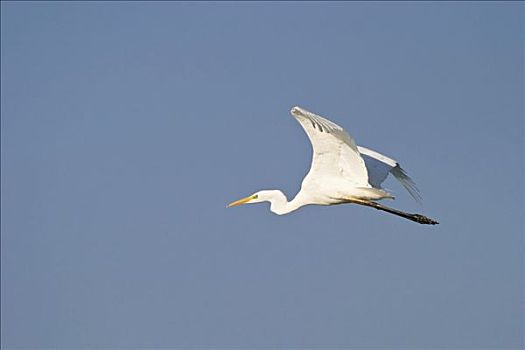 大白鹭,飞行