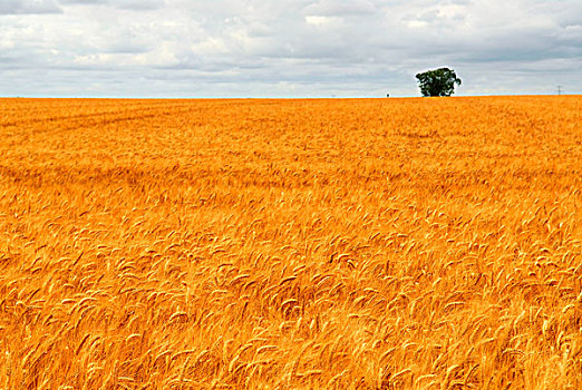 农业,风景,金色,小麦,农田