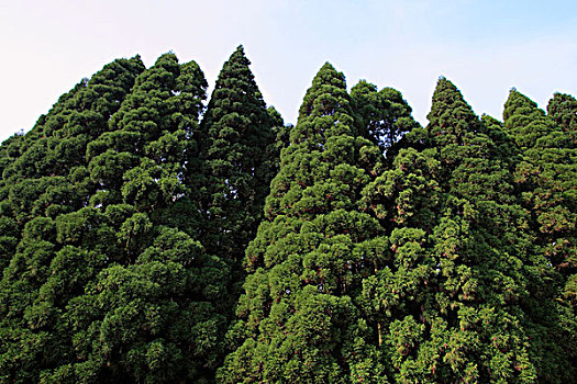 庐山植物园