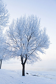 冬天吉林市松花江边的雾凇美景