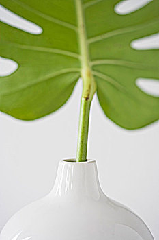 蔓绿绒属,花瓶