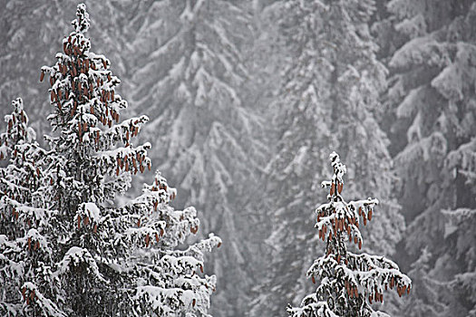积雪,树林,阿尔卑斯山,奥地利,提洛尔