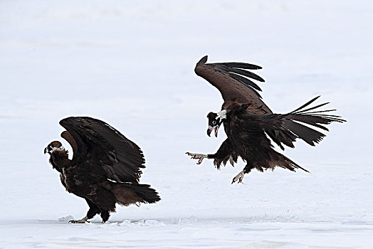 雪地中打斗的秃鹫