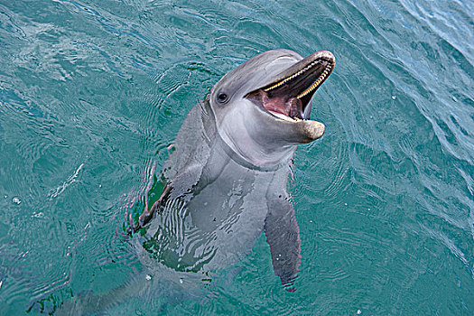 普通,宽吻海豚,水边,表面,加勒比海,海湾群岛,洪都拉斯