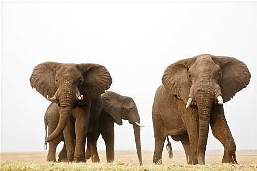 非洲,灌木,大象,非洲象,乔贝,河,乔贝国家公园,博茨瓦纳