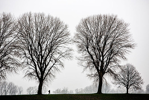沉闷,冬天,天气,雾,秃树,北莱茵威斯特伐利亚,德国,欧洲