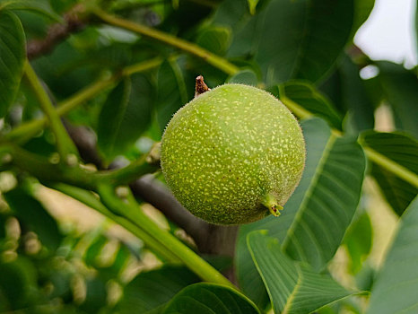 青果,青涩果实