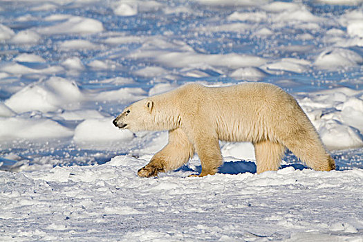 北极熊,走,靠近,哈得逊湾,丘吉尔市,野生动物,管理,区域