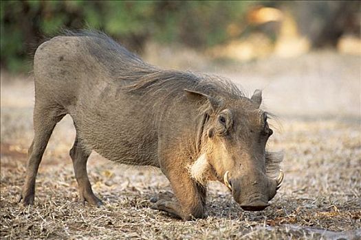 疣猪,进食,南非,非洲
