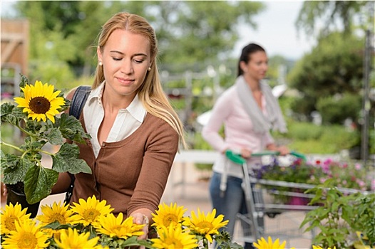 女人,选择,盆栽,向日葵,花卉商店