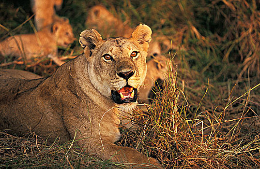 非洲狮,狮子,雌性,幼兽,坐,干草,肯尼亚