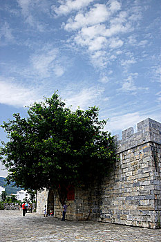 重庆巫山大宁河畔大昌古镇著名景点,城门黄桷树