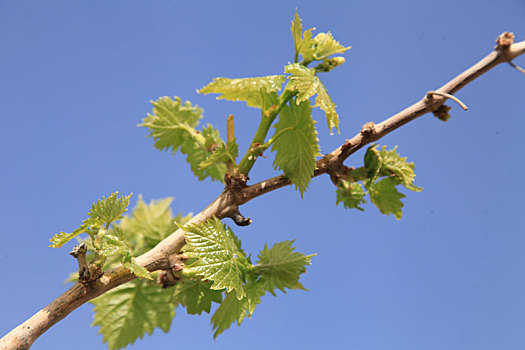 新疆哈密,鲜食葡萄开墩上架,新绿出绽新春景