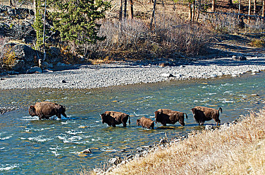 美洲野牛,野牛,河,黄石国家公园