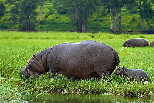河马,牛背鹭,乔贝,河,乔贝国家公园,博茨瓦纳,非洲