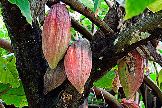 可可豆荚,可可,树,可可豆,多米尼克,西印度群岛