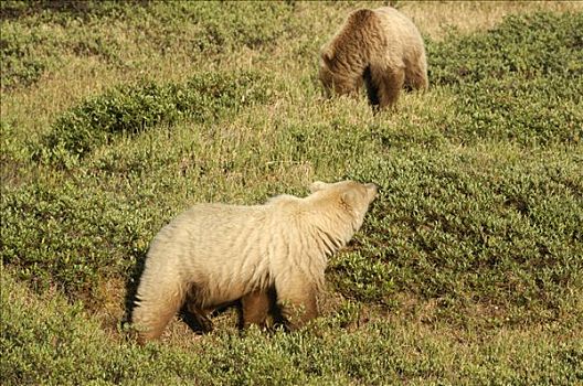 棕熊,母熊,进食,年轻,德纳里峰国家公园,阿拉斯加,美国
