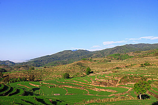 五指山市梯田风光