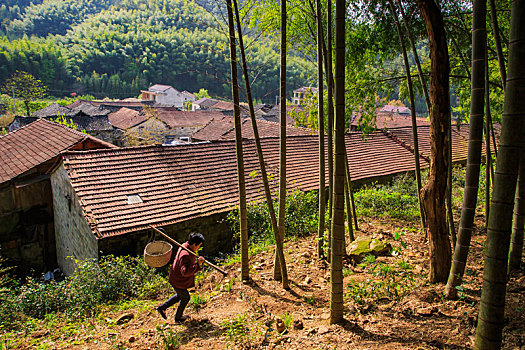 竹林,山村