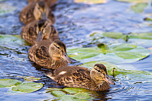 湿地,野鸭,小鸭子,绿头鸭