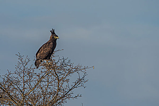 肯尼亚纳库鲁国家公园雄鹰