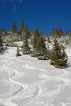 滑雪轨迹,大雪,树林,挪威云杉,欧洲云杉,巴伐利亚,山麓,德国,欧洲