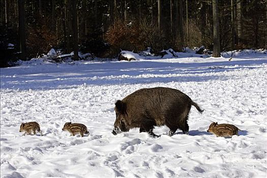 野生,母猪,小猪,雪地