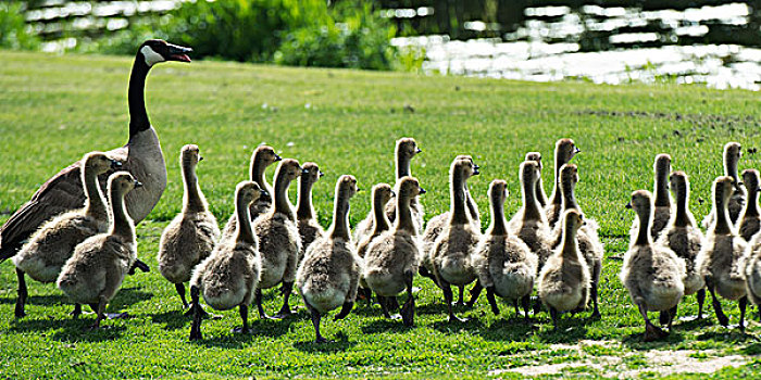 鹅,小鹅,走,高尔夫球场,省立公园,曼尼托巴,加拿大