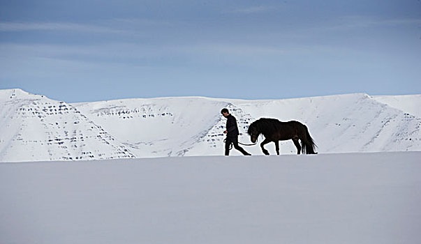 冰岛马,训练,冬天,冰岛
