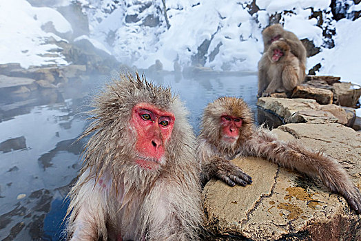 日本猕猴,雪猴,冬天,雪,国家公园,本州,日本