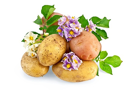 土豆,黄色,粉色,花