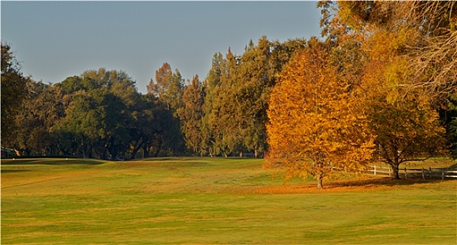 高尔夫球场,绿色,两个,金箔,树