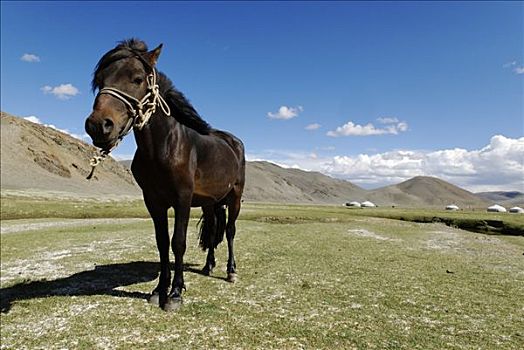 马,蒙古,草原,阿尔泰,亚洲