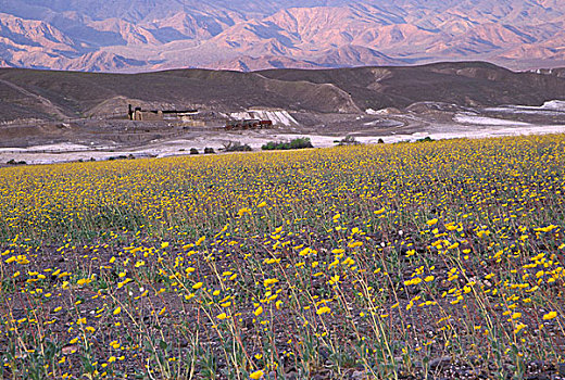 美国,死亡谷国家公园,和谐,地毯,野花,春天
