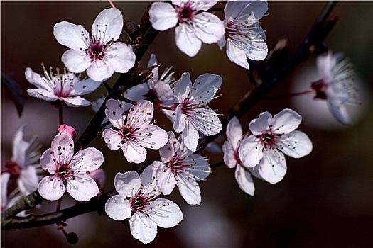 粉色,樱花