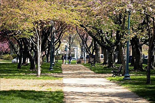 树,人行道,樱花,华盛顿特区,美国